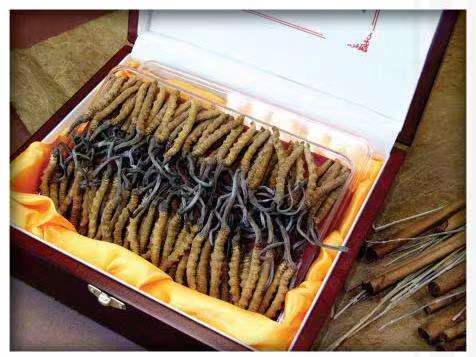 东光冬虫夏草回收